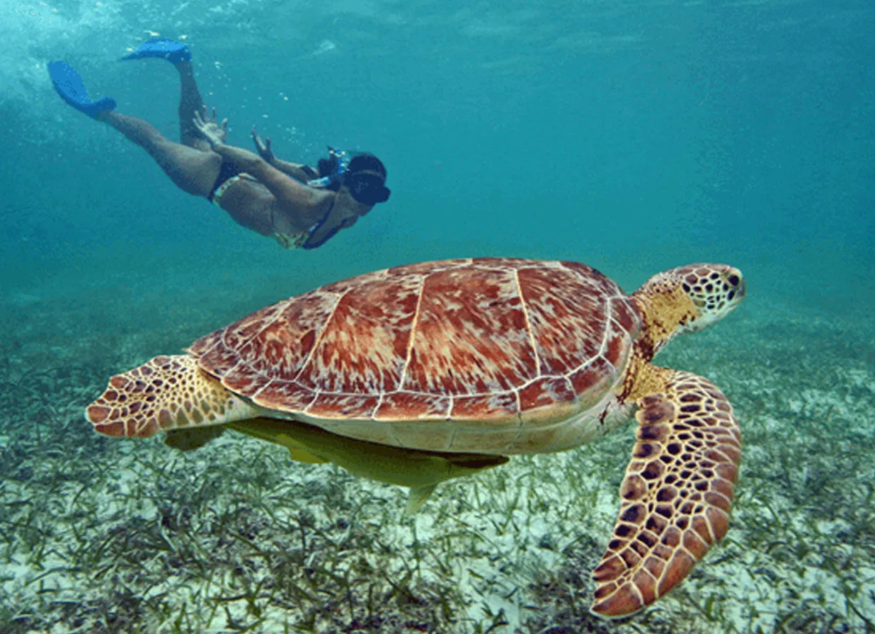 Woman doing snorkel in Akumal and watching a sea turtle. One of the destinations available for Cancun Airport Transportation